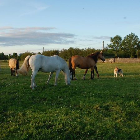 Bed and Breakfast The Little Flock Farm Cloonmore Екстер'єр фото